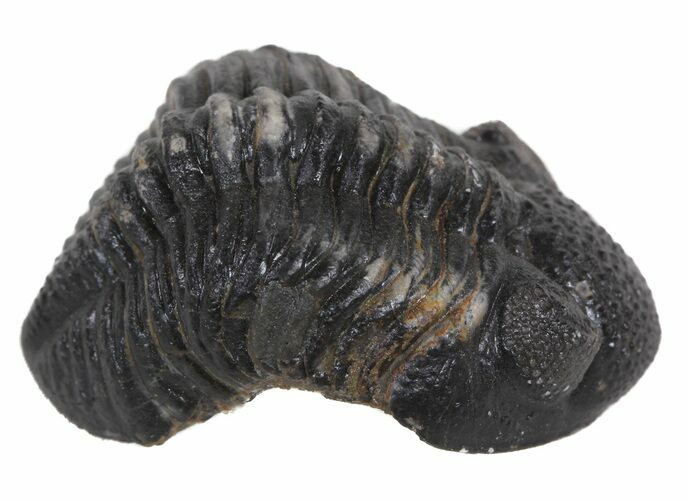Austerops Trilobite Fossil - Rock Removed #55872